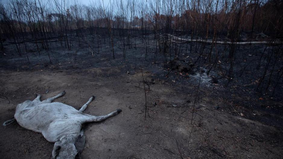 Βολιβία: Τουλάχιστον 2,3 εκατ. άγρια ζώα νεκρά στις πυρκαγιές
