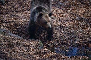 Δράμα: Σε χαράδρα 1.000 μέτρων έπεσε ο ένας ορειβάτης μετά την επίθεση της αρκούδας