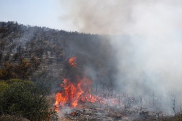 Φωτιές στην Ελλάδα: 41 αγροτοδασικές το τελευταίο 24ωρο σε όλη τη χώρα