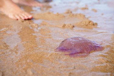 Σε έξαρση οι μωβ μέδουσες στις ελληνικές παραλίες: Τι πρέπει να έχετε μαζί σας