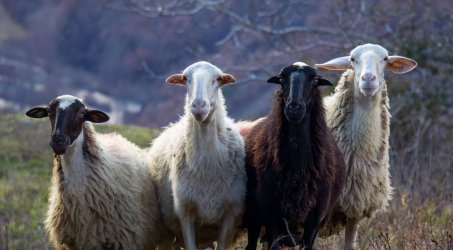 «Σήμα κινδύνου» για την ευλογιά των προβάτων – Έχουν θανατωθεί 10.000 ζώα