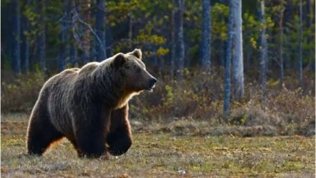 Ρουμανία: Αρκούδα κατασπάραξε μοτοσικλετιστή στα Καρπάθια Όρη