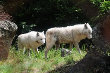 Αγέλη λύκων κάνει βόλτες κοντά σε οικισμούς στη Φθιώτιδα – Τρόμος για αγρότη που τους συνάντησε (Βίντεο)