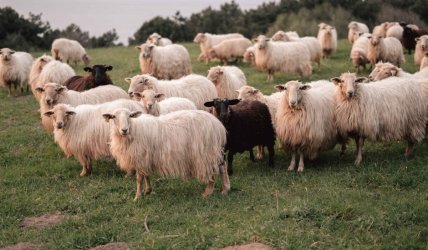Σκάνδαλο ΟΠΕΚΕΠΕ: Τον Αύγουστο ξεκινούν κατασχέσεις περιουσιακών στοιχείων