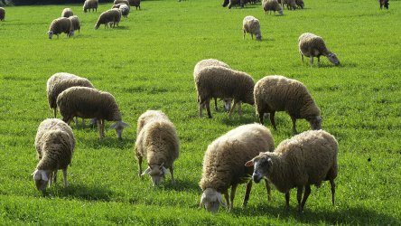 ΟΠΕΚΕΠΕ: Συνελήφθη κτηνοτρόφος στη Φλώρινα που έπαιρνε επιδότηση για πρόβατα που είχε… πουλήσει