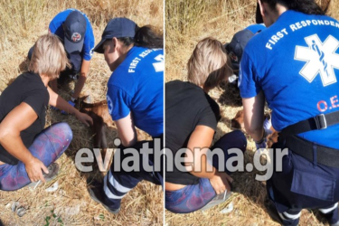 Συγκινητικό βίντεο από τη φωτιά στην Εύβοια: Εθελοντές βοηθούν νεογέννητο μοσχαράκι που παλεύει για κάθε του ανάσα