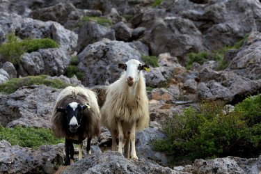 Η πρώτη δίκη για το σκάνδαλο του ΟΠΕΚΕΠΕ: Ένοχοι οι επτά κατηγορούμενοι για τις παράνομες επιδοτήσεις