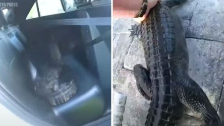 ΗΠΑ: Καρέ-καρέ η στιγμή που αστυνομικός αρπάζει αλιγάτορα με γυμνά χέρια – Τον πήρε μαζί του στο περιπολικό (Βίντεο)