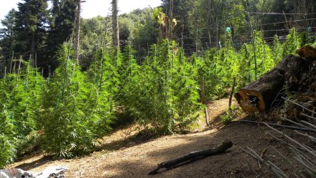 Μεγάλη αστυνομική επιχείρηση στην Αιτωλοακαρνανία – Βρέθηκαν πάνω από 2.600 δενδρύλλια κάνναβης