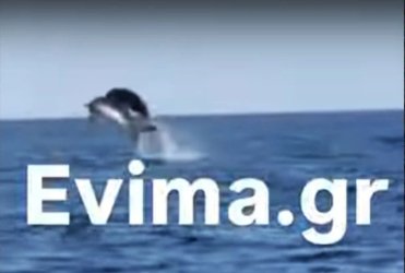 Απρόσμενο και μαγευτικό – Δείτε βίντεο με ζευγάρι δελφινιών στην Εύβοια