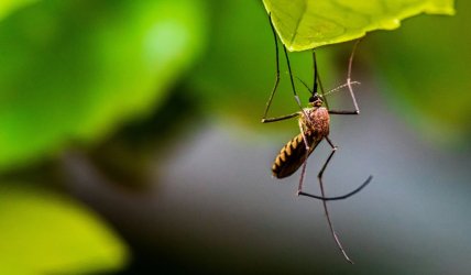 ΕΟΔΥ: Πέντε θάνατοι από τον ιό του Δυτικού Νείλου από την αρχή του 2025