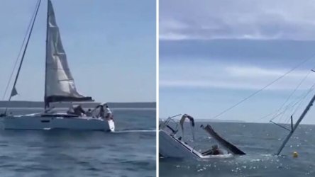 Θρίλερ στην Πορτογαλία: Όρκες βύθισαν σκάφος τουριστών – Δεύτερο περιστατικό στην ίδια περιοχή (Βίντεο)