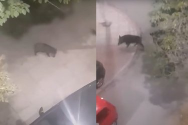 Οικογένεια αγριογούρουνων κάνει βόλτες στην Κάτω Τούμπα Θεσσαλονίκης (Βίντεο)