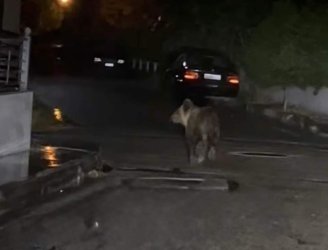 Τρίκαλα: Αρκούδα «βόλταρε» μέσα στην πόλη (εικόνες)