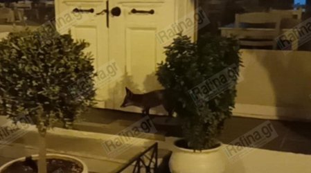 Ραφήνα: Αλεπουδάκι «έκοβε βόλτα» στην πλατεία – Έψαχνε για τροφή (Βίντεο)