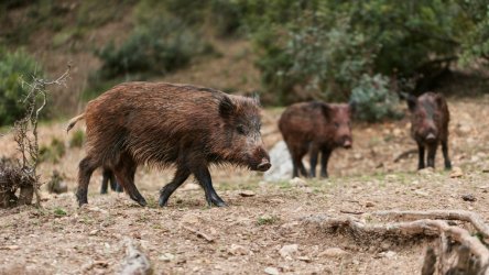 Γρεβενά: Κυνηγός δέχθηκε επίθεση από αγριογούρουνο – Χρειάστηκε 60 ράμματα