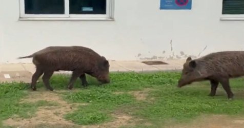 «Τρελάθηκαν» τα αγριογούρουνα – Εμφανίστηκαν στο νοσοκομείο στο Δαφνί
