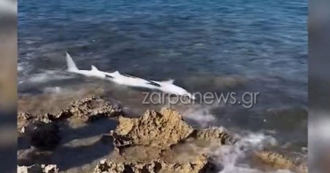 Αναστάτωση στα Χανιά με καρχαριοειδές στην παραλία του Σταυρού (βίντεο)