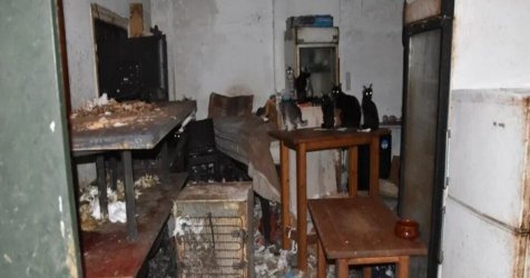 Δονούσα: Στη φυλακή ο 63χρονος που βασάνιζε 58 γάτες – Τι ισχυρίστηκε