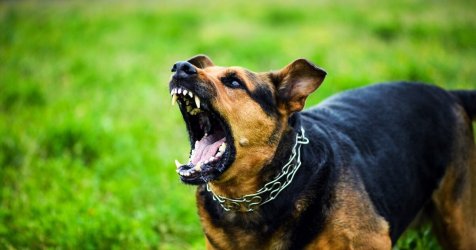 Σκύλος επιτέθηκε σε 12χρονο έξω από σχολείο στο Πέραμα