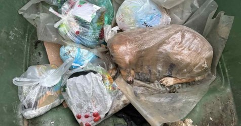 Φρίκη στη Μεγαλόπολη: Πέταξαν σκύλο στα σκουπίδια μέσα σε τσουβάλι – Εικόνα