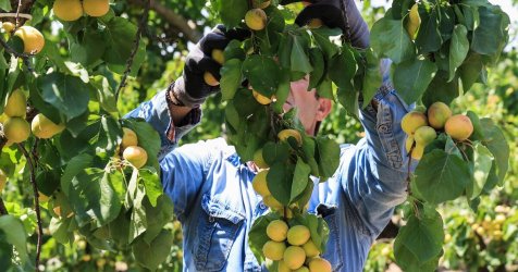 Αγροτικές επιδοτήσεις: Τι αλλάζει στις πληρωμές του ΟΠΕΚΕΠΕ