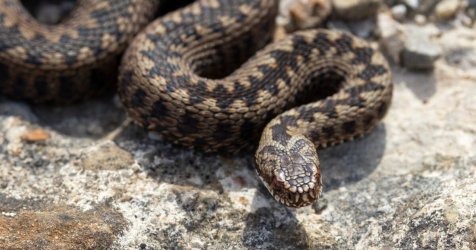 Βρέθηκε οχιά μέσα σε κτήριο στο Μαρούσι (εικόνες)