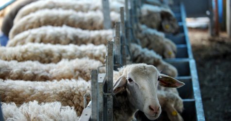 Ανησυχητικά τα νέα στοιχεία για την ευλογιά: Πάνω από 423.000 ζώα θανατωμένα – Αυξάνονται τα κρούσματα