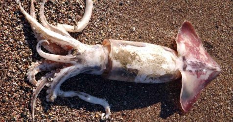 Απίστευτη ψαριά στη Μύκονο: Έβγαλε δύο καλαμάρια ενός μέτρου και 17 κιλών (βίντεο)