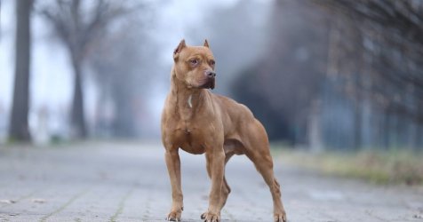 Ζάκυνθος: Το πίτμπουλ ήταν αλυσοδεμένο όταν σκότωσε τον 2χρονο