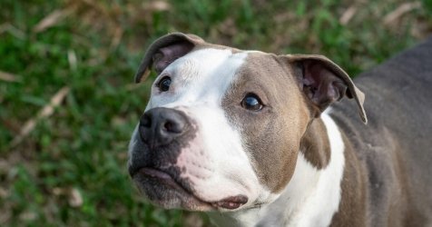 «Πάει το παιδάκι μου» – Ο θρήνος του πατέρα για τον 2χρονο που σκοτώθηκε από πίτμπουλ στη Ζάκυνθο