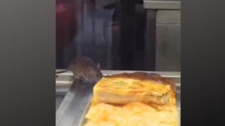 Σοκαριστική εικόνα στη Σμύρνη: Ποντίκι έκανε…βόλτα σε βιτρίνα με μπουρέκια (Βίντεο)