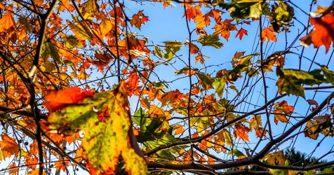 Ανατροπή με το κρύο και τις Αλκυονίδες 2026