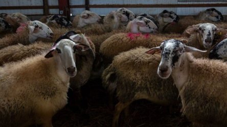 Κυβερνητική σύσκεψη υπό τον πρωθυπουργό για την ευλογιά των αιγοπροβάτων