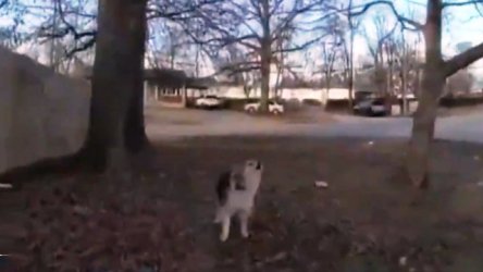 Σκύλος ήρωας έσωσε 3χρονο στις ΗΠΑ: Με γαβγίσματα οδήγησε τους αστυνομικούς στο αγνοούμενο παιδί (Βίντεο)