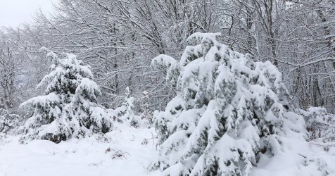 Επιχείρηση διάσωσης των ορειβατών που χάθηκαν στον Παρνασσό – Στο πεδίο ΕΜΑΚ και Πυροσβεστική
