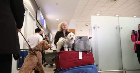 «Είναι μέλη της οικογένειάς μας» – Συγκίνηση στο Ελευθέριος Βενιζέλος για τον επαναπατρισμό δεκάδων ζώων (Βίντεο)