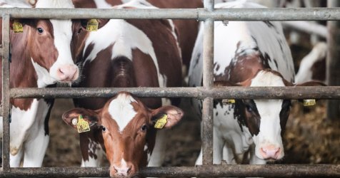 Αποζημιώσεις στους κτηνοτρόφους της Λέσβου για τον αφθώδη πυρετό