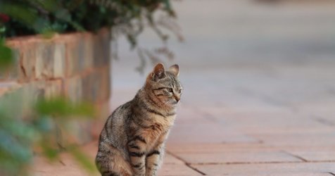Ο πιο απλός τρόπος για να ζήσει η γάτα σας περισσότερο