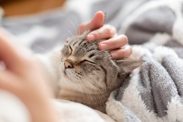 Γιατί η γάτα μου κοιμάται πάνω μου: Τι αποκαλύπτει η επιστήμη
