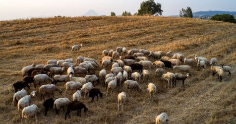 Ευλογιά των προβάτων: 486.300 αιγοπρόβατα έχουν θανατωθεί – Πού εντοπίζονται τα νέα κρούσματα
