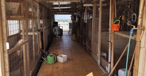 Αμπελόκηποι: Παράνομη «φάρμα» σε ταράτσα πολυκατοικίας – Δικογραφία για κακομεταχείριση ζώων