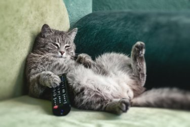 Πόσες μέρες μπορεί να μείνει μόνη της μια γάτα