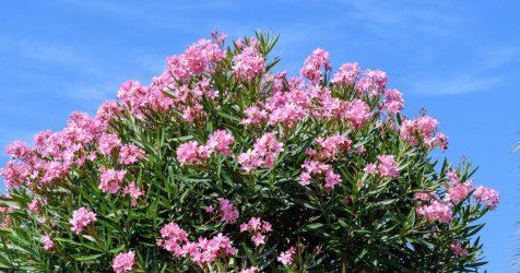 «Στης πικροδάφνης τον ανθό» μπαίνει… απαγορευτικό: Γιατί ο ΕΟΔΥ ζητά ξήλωμα από σχολεία και πάρκα