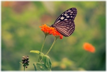 «Η Θεωρία του Χάους: Ανακαλύπτοντας τα Βαθύτερα Μαθήματα Ζωής»