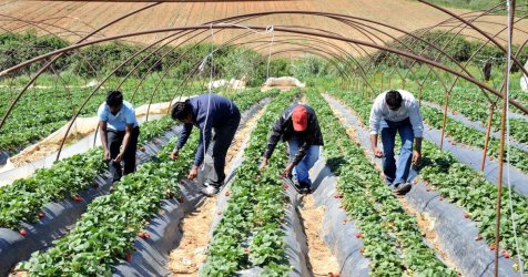 Αχαΐα – Ηλεία: Αυξημένη επιφυλακή για τα 10 κρούσματα φυματίωσης σε εργάτες γης