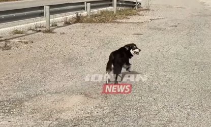Ο σύγχρονος Χάτσικο της Ναυπακτίας – Περιμένει καρτερικά τον άνθρωπο που τον εγκατέλειψε (βίντεο)