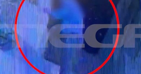 Σοκ στην Κρήτη: Πρώην αντιδήμαρχος σκότωσε νεογέννητο γατάκι χτυπώντας το σε τοίχο (video)