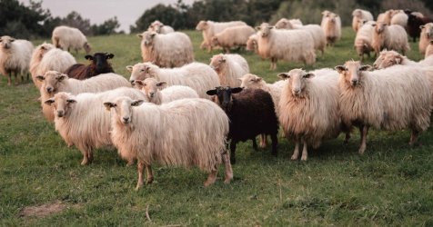 Συναγερμός στην Πελοπόννησο για ευλογιά αιγοπροβάτων – Εντοπίστηκε το πρώτο κρούσμα