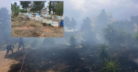 Αθώος ο μελισσοκόμος για τη φωτιά στο Άλσος Βεΐκου